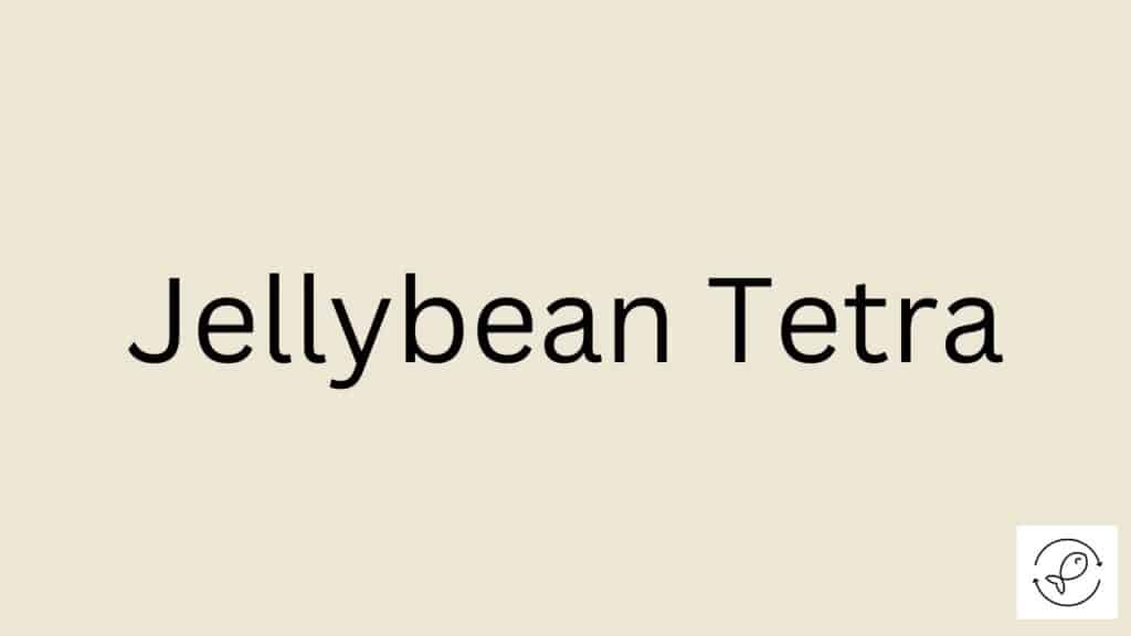 Jellybean Tetra Featured Image