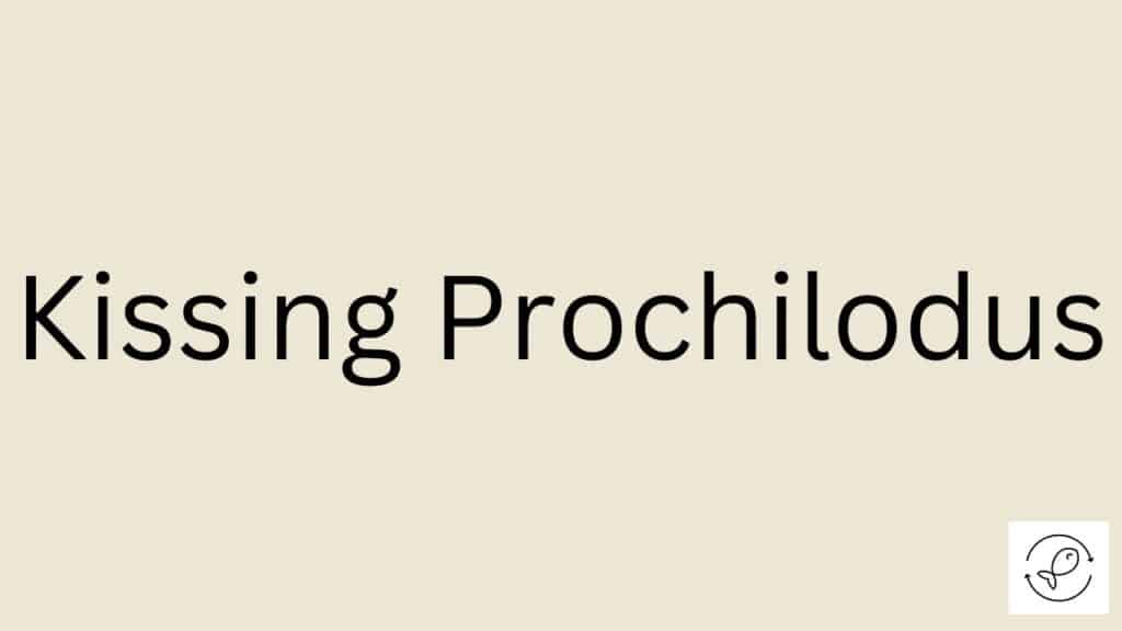 Kissing Prochilodus Featured Image