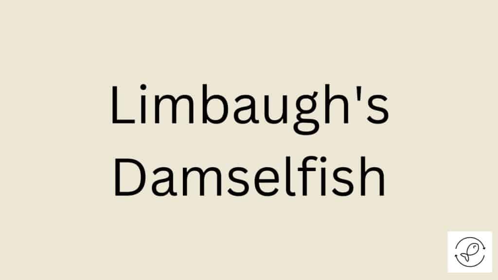 Limbaugh's Damselfish Featured Image