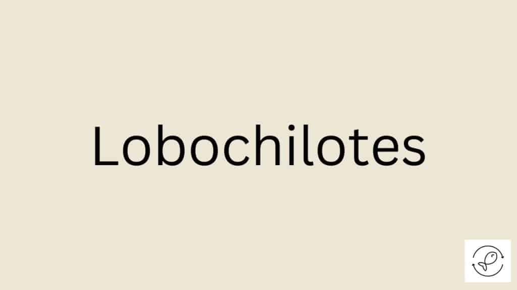 Lobochilotes Featured Image