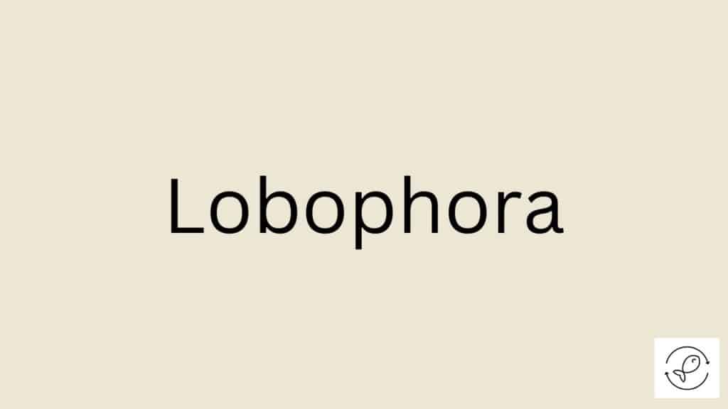 Lobophora Featured Image