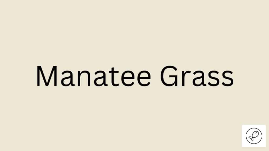 Manatee Grass Featured Image