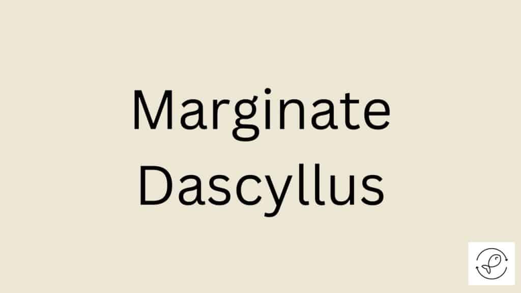Marginate Dascyllus Featured Image