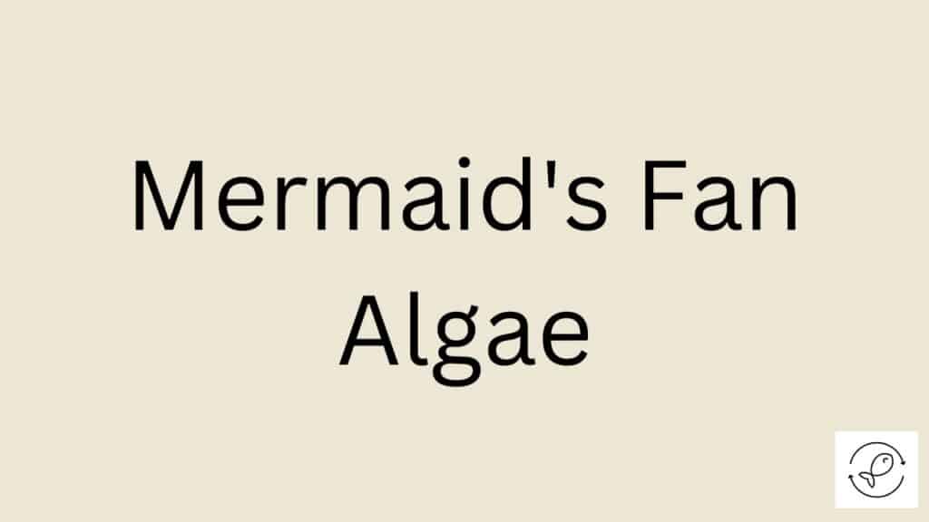 Mermaid's Fan Algae Featured Image