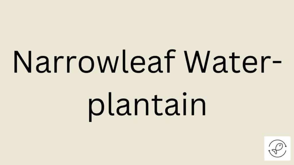 Narrowleaf Water-plantain Featured Image