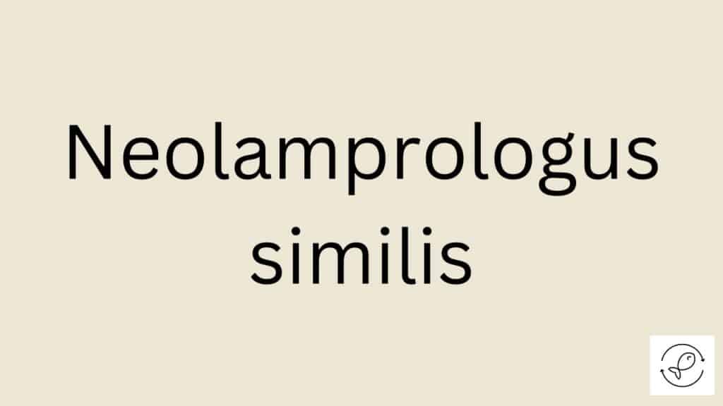 Neolamprologus similis Featured Image