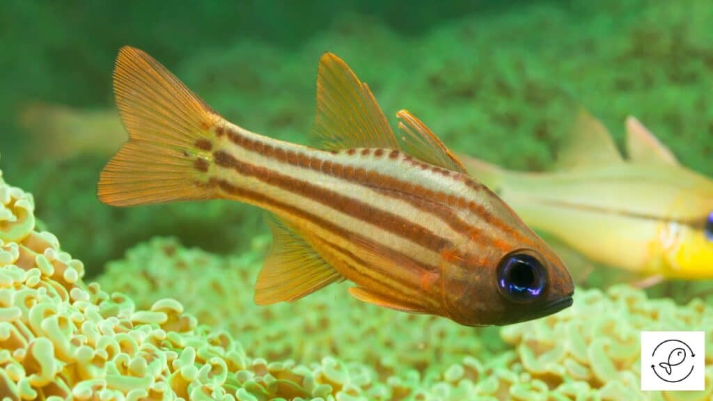 Ochre-striped Cardinalfish