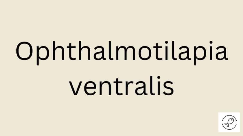 Ophthalmotilapia ventralis Featured Image