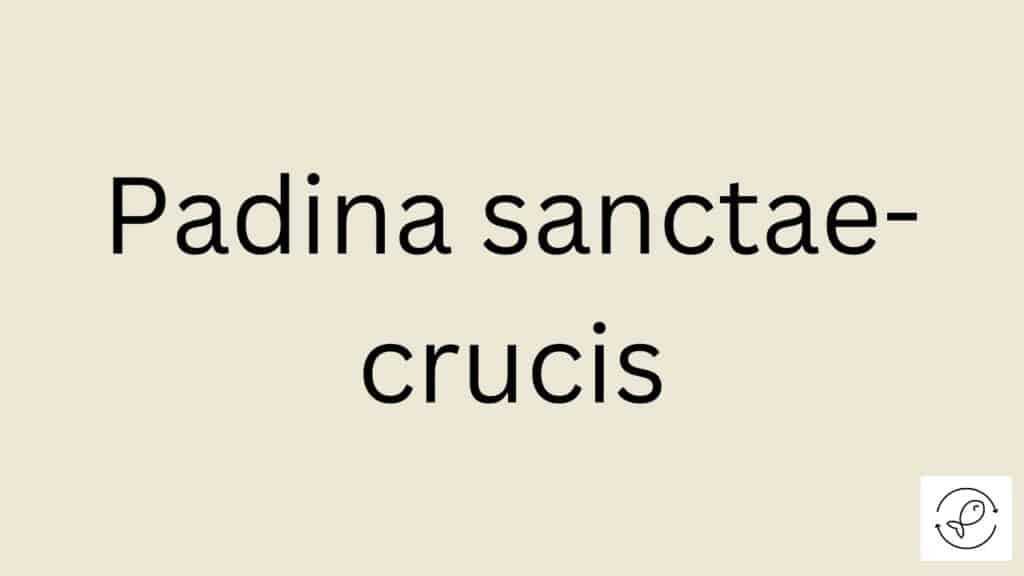 Padina sanctae-crucis Featured Image