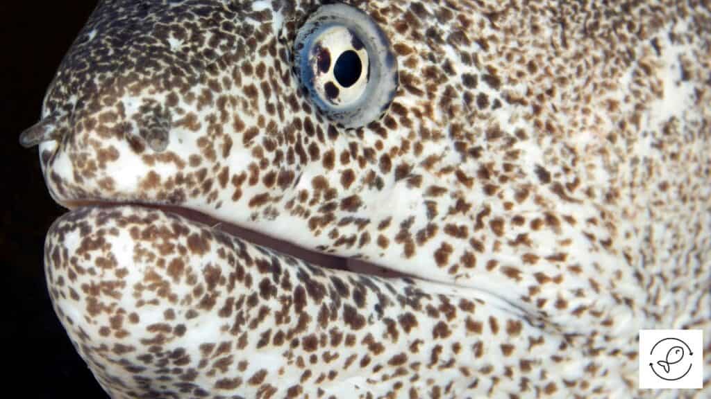 Paintspotted Moray