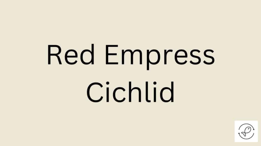 Red Empress Cichlid Featured Image