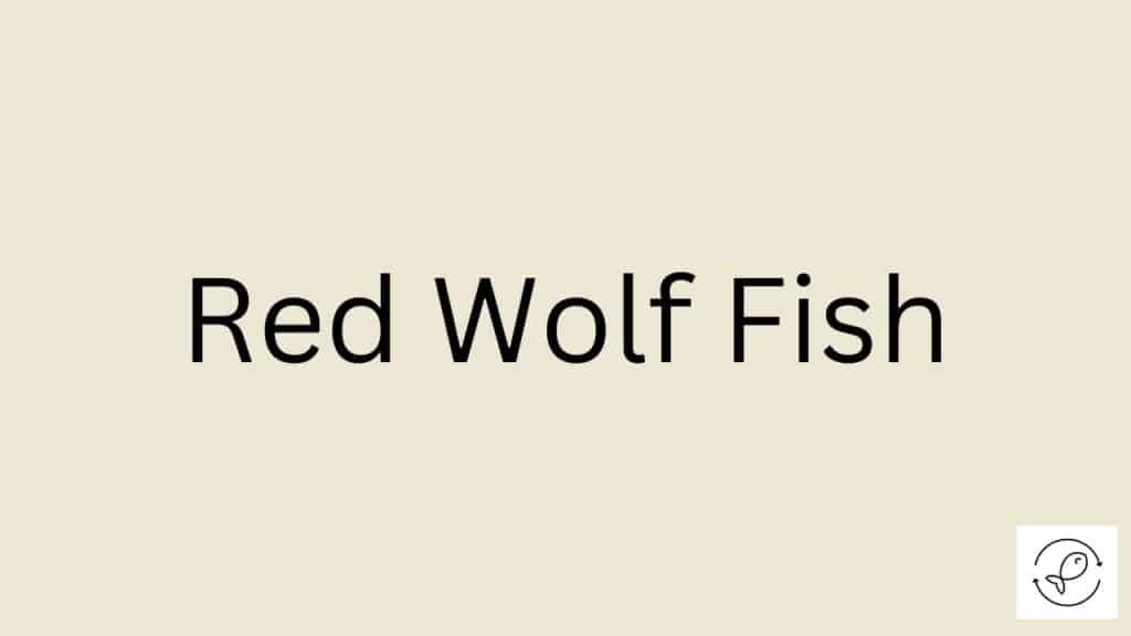 Red Wolf Fish Featured Image