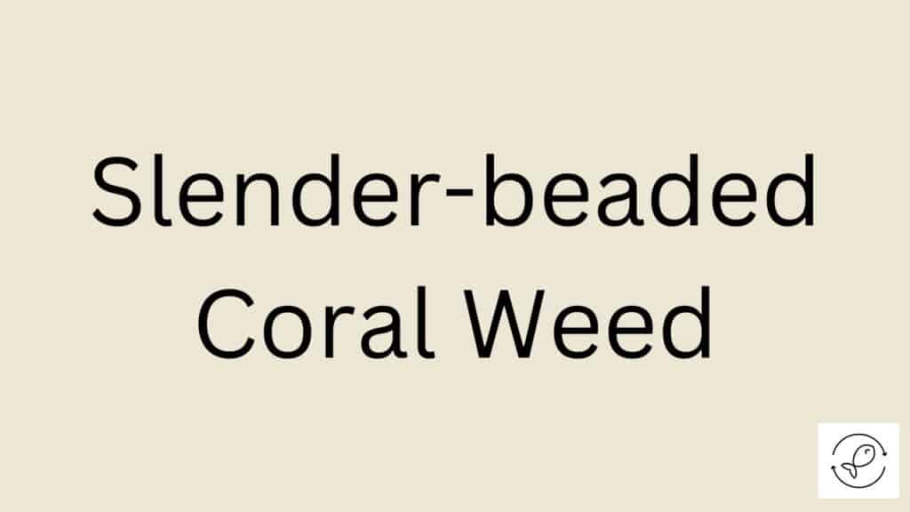 Slender-beaded Coral Weed Featured Image