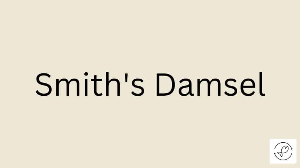 Smith's Damsel Featured Image