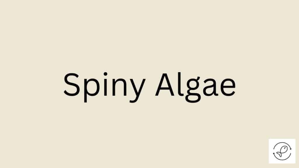 Spiny Algae Featured Image