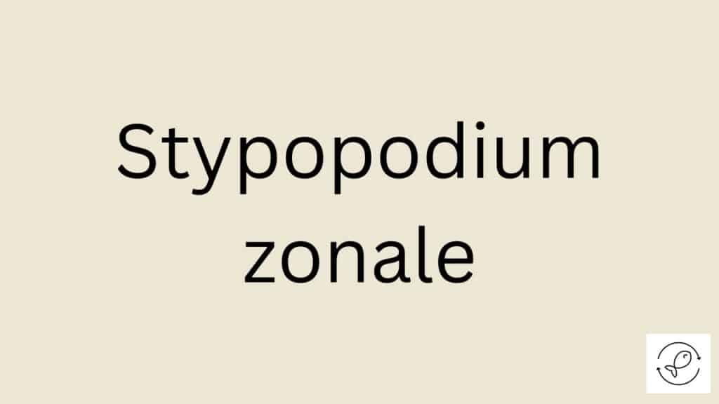 Stypopodium zonale Featured Image