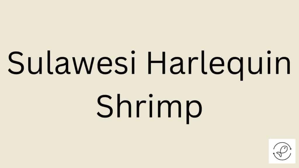 Sulawesi Harlequin Shrimp Featured Image