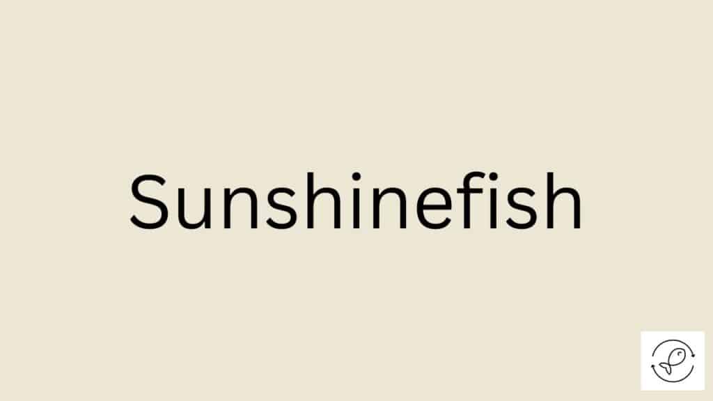 Sunshinefish Featured Image