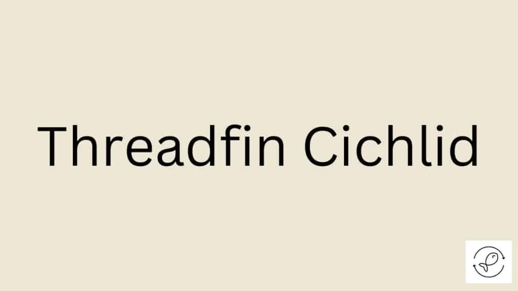 Threadfin Cichlid Featured Image