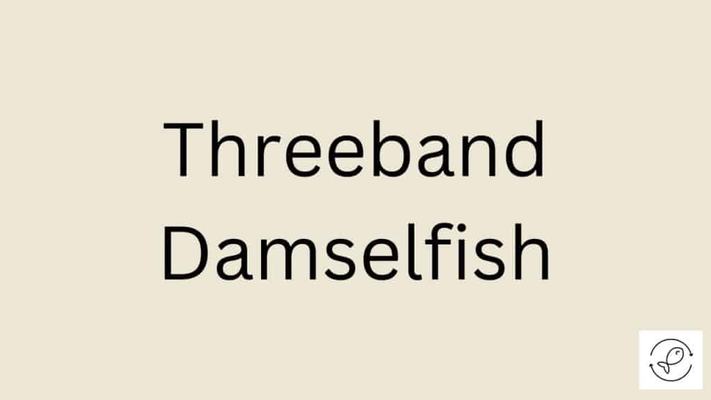 Threeband Damselfish Featured Image