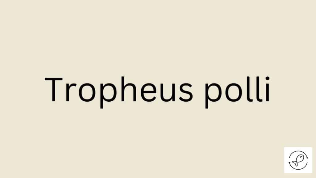 Tropheus polli Featured Image