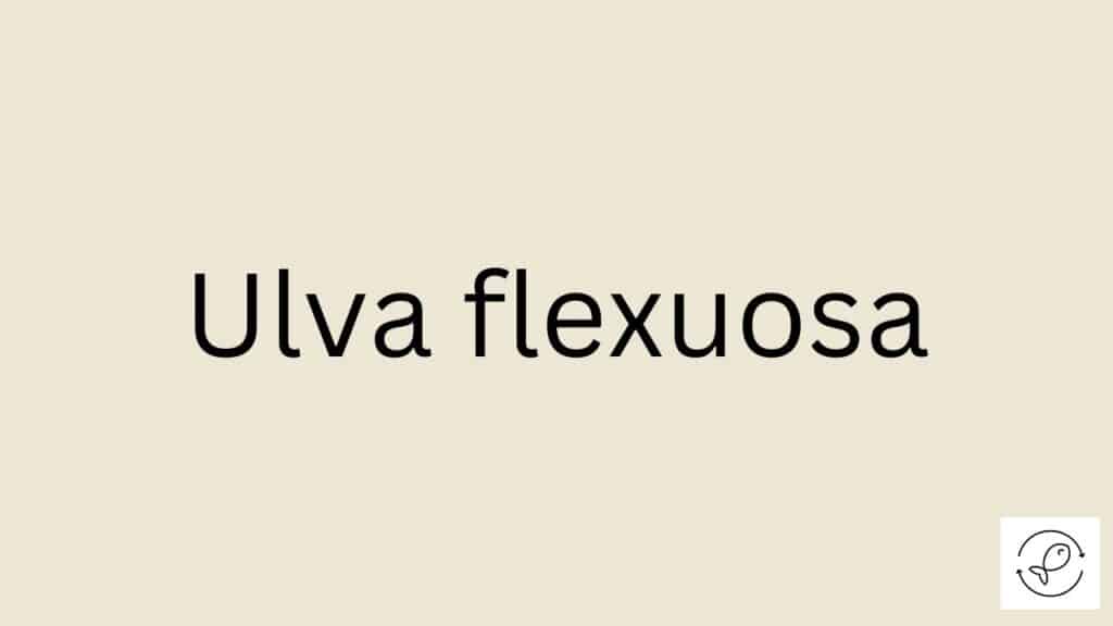 Ulva flexuosa Featured Image