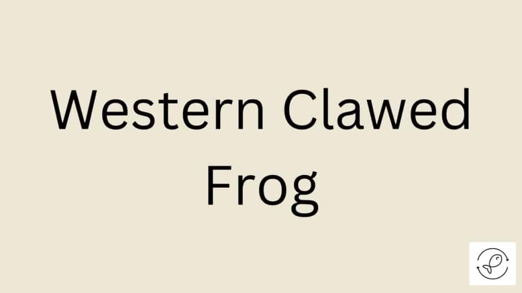 Western Clawed Frog Featured Image