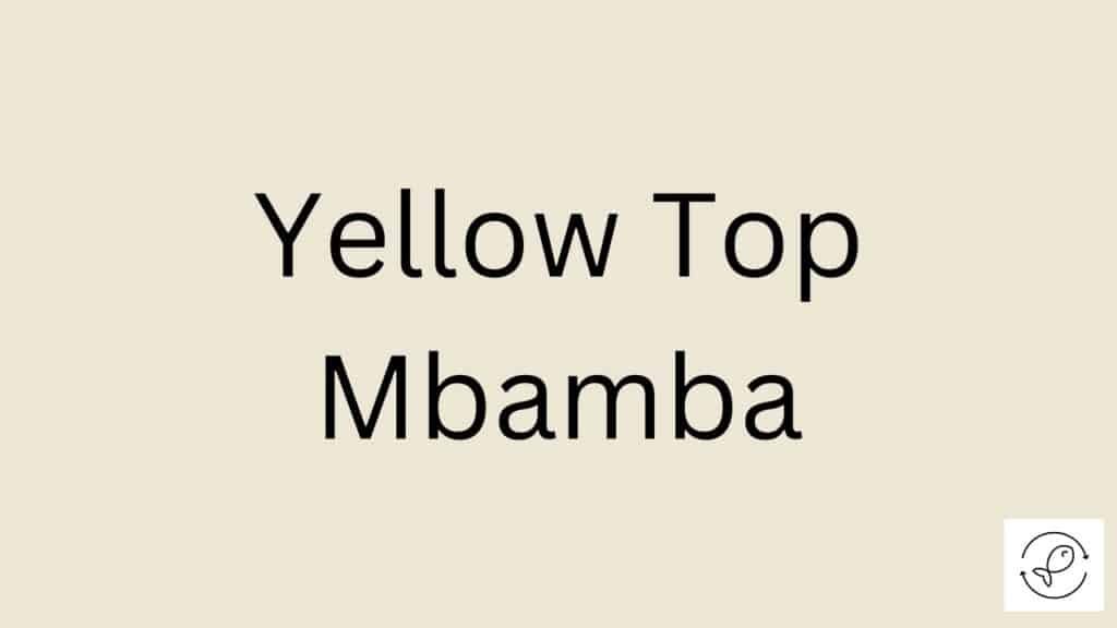 Yellow Top Mbamba Featured Image