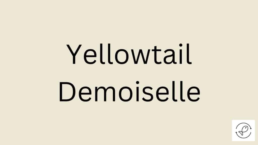 Yellowtail Demoiselle Featured Image