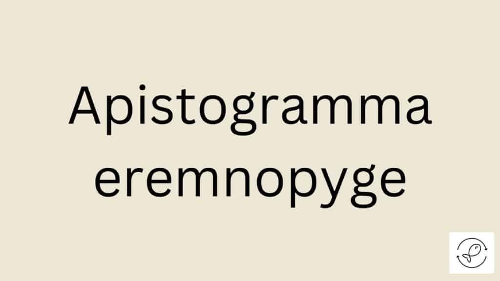 Apistogramma eremnopyge Featured Image