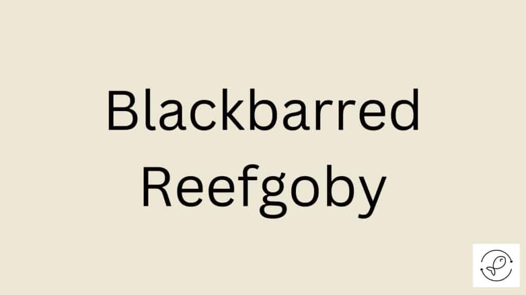 Blackbarred Reefgoby Featured Image