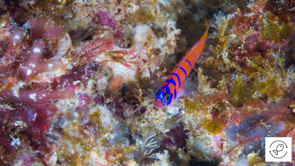 Blue-banded Goby