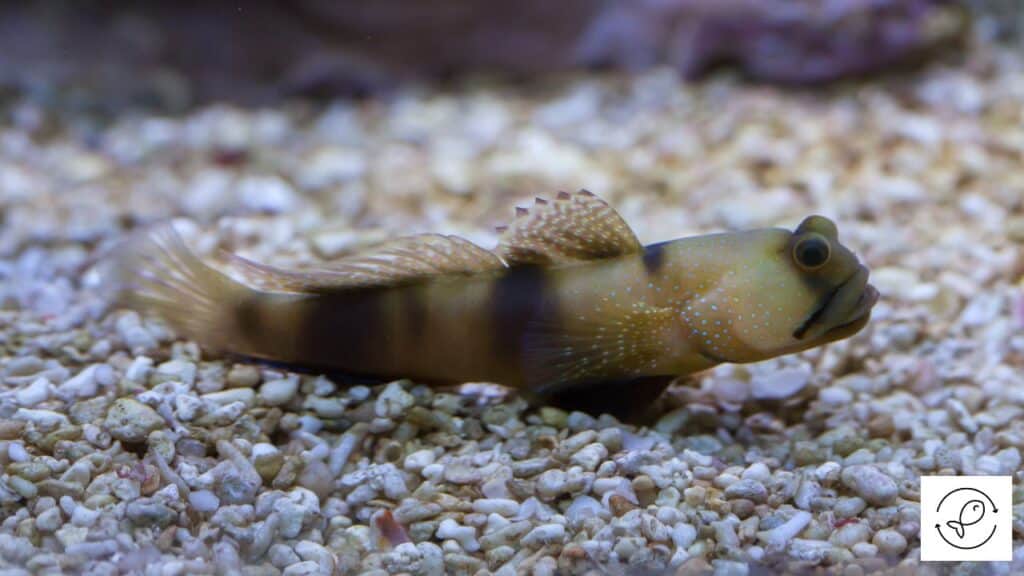 Bluespotted Watchman Goby