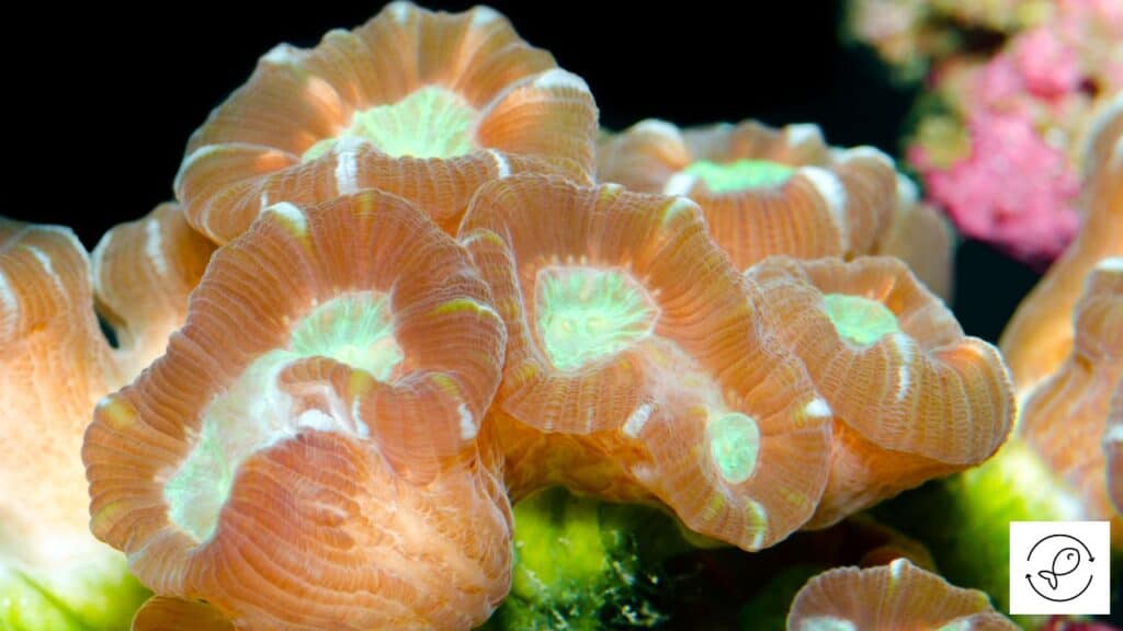 Candy Cane Coral