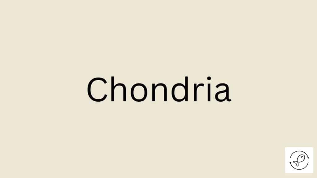 Chondria Featured Image
