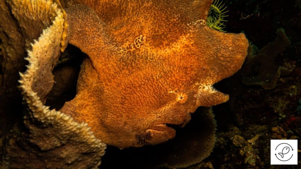 Commersons Frogfish