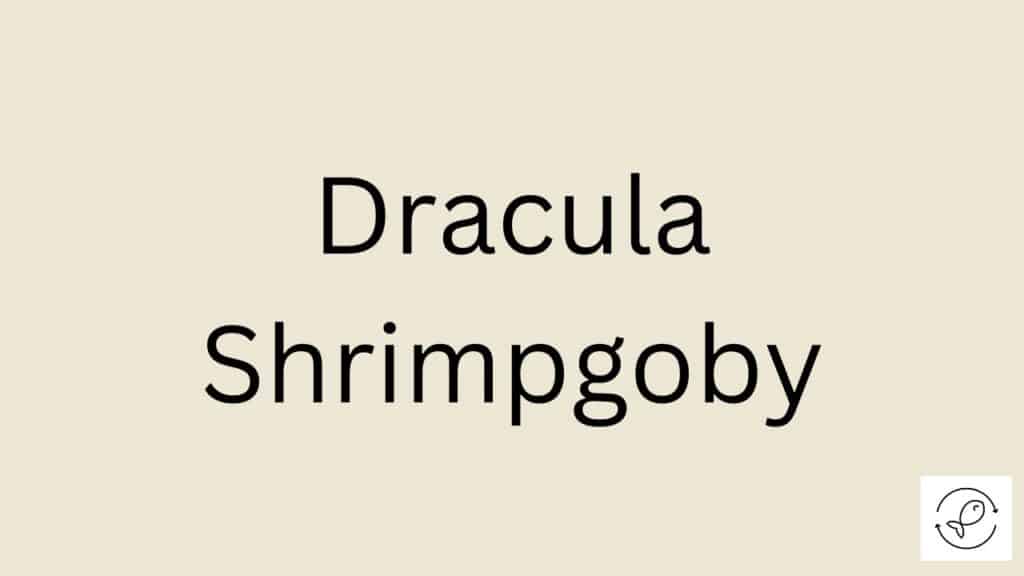 Dracula Shrimpgoby Featured Image
