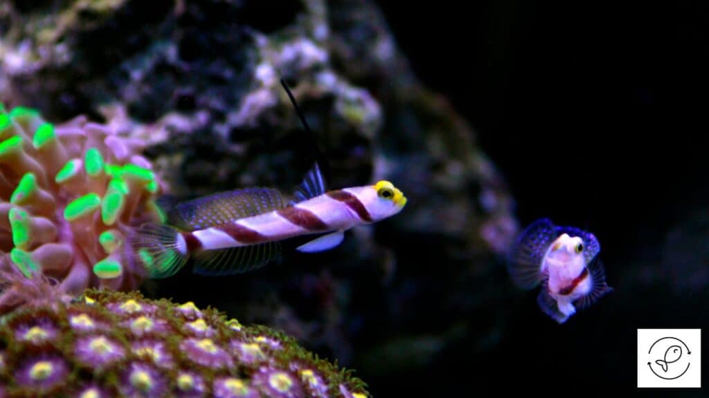 Filament-finned Prawn-goby