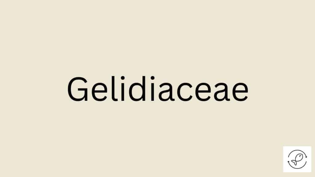 Gelidiaceae Featured Image