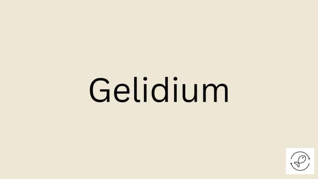 Gelidium Featured Image