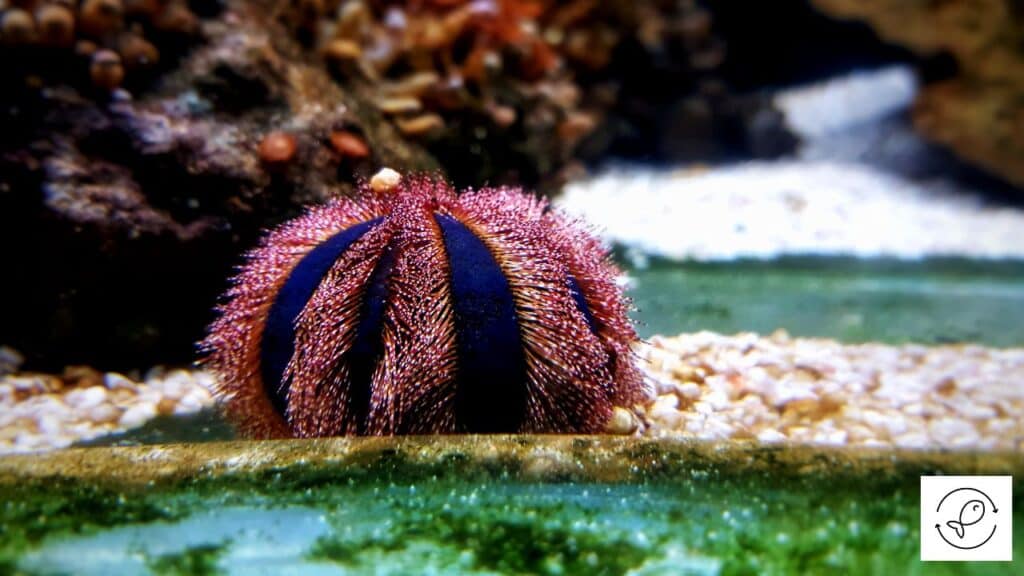 Globular Sea Urchin