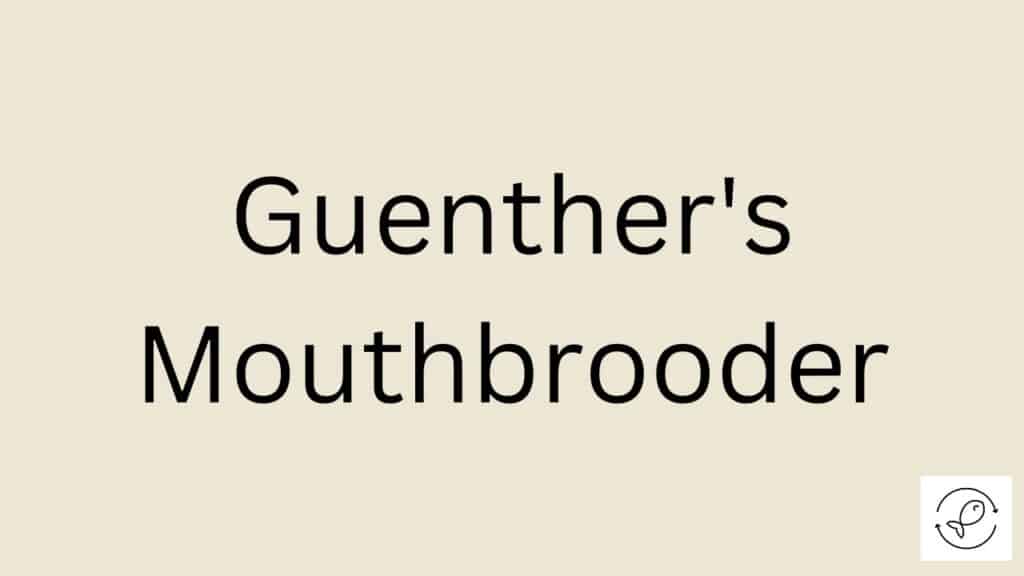 Guenther's Mouthbrooder Featured Image