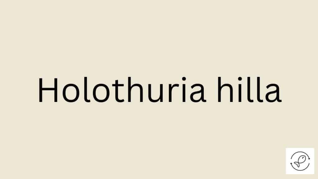 Holothuria hilla Featured Image