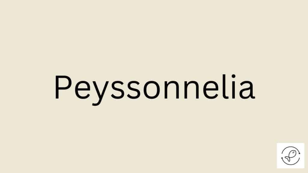Peyssonnelia Featured Image