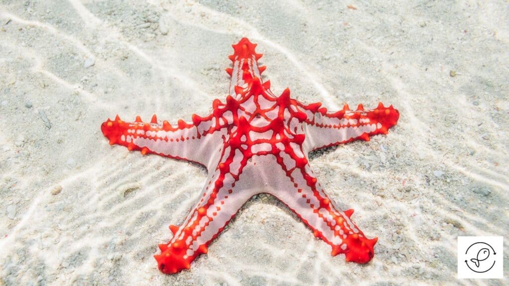 Red-knobbed Starfish