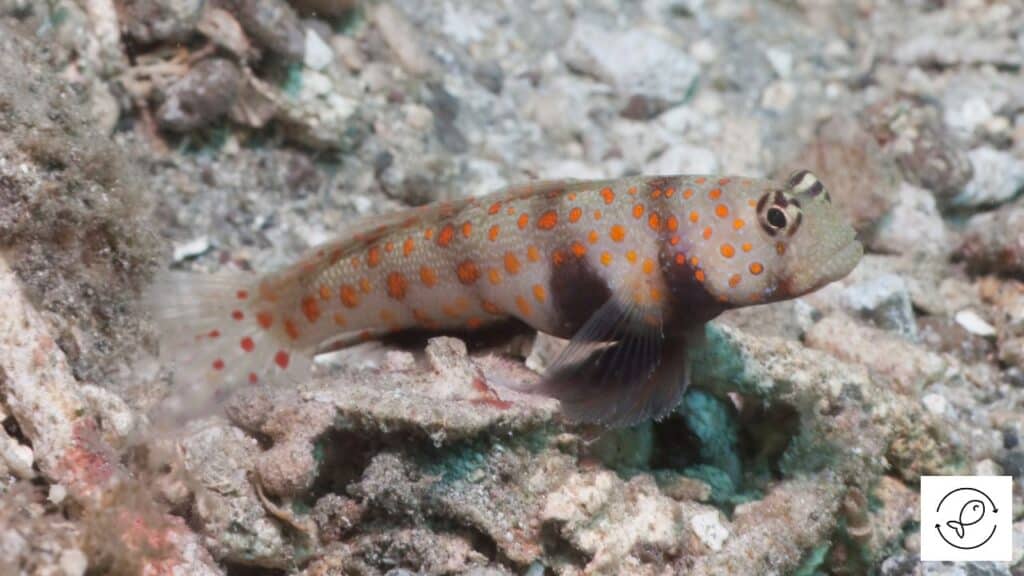 Spotted Prawn Goby