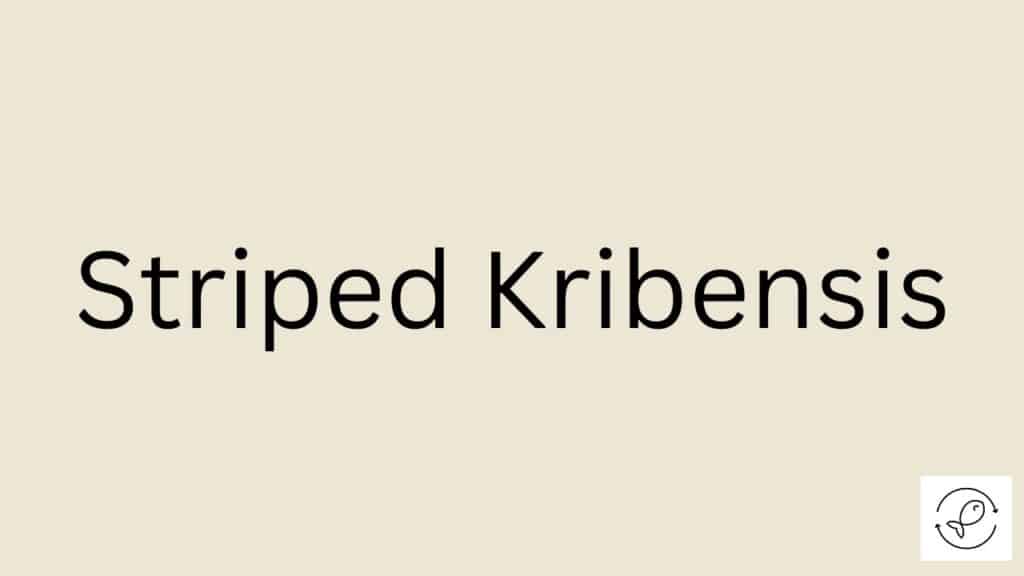 Striped Kribensis Featured Image