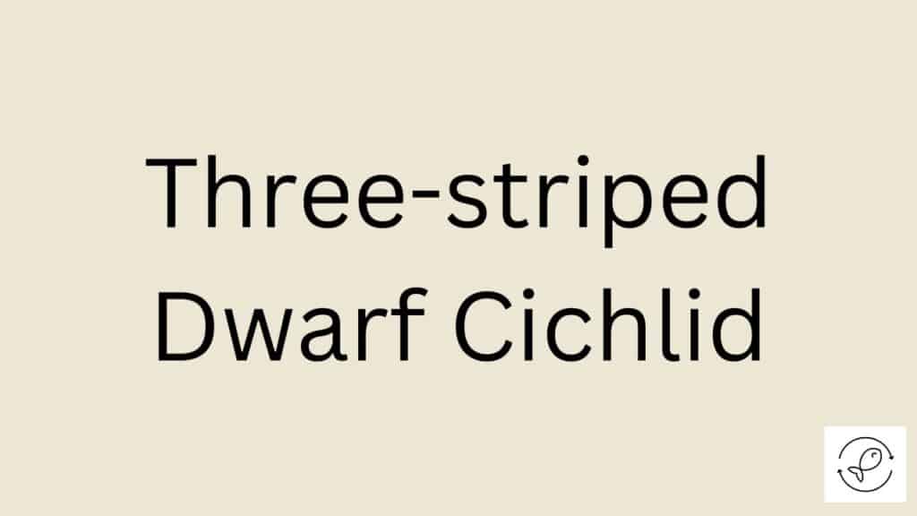 Three-striped Dwarf Cichlid Featured Image