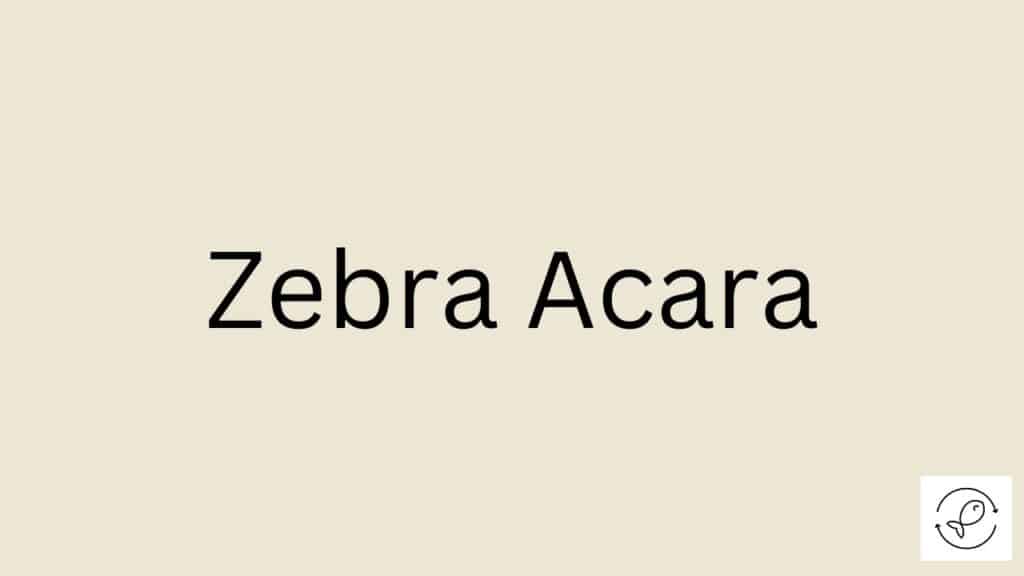 Zebra Acara Featured Image