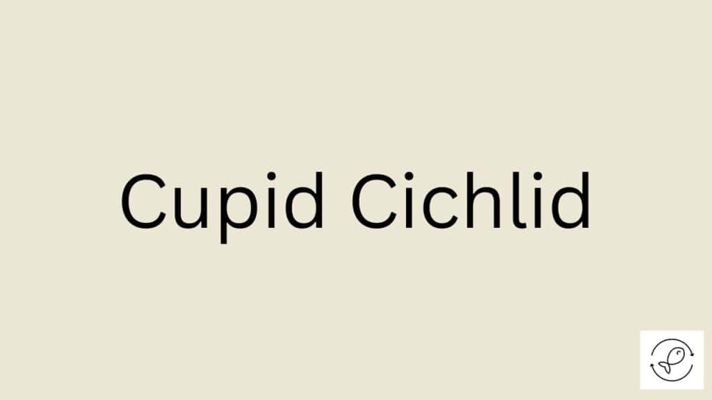 Cupid Cichlid Featured Image